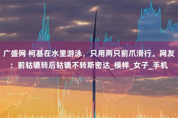 广盛网 柯基在水里游泳，只用两只前爪滑行。网友：前轱辘转后轱辘不转斯密达_模样_女子_手机